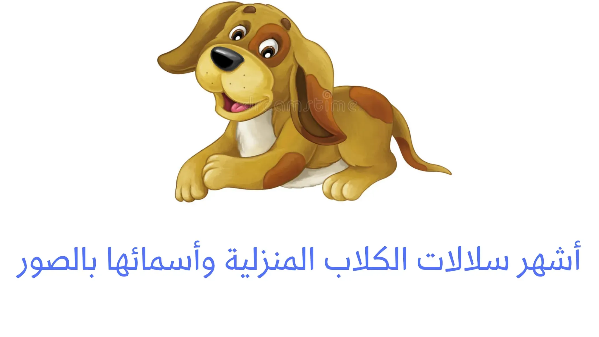 أشهر سلالات الكلاب المنزلية وأسمائها بالصور