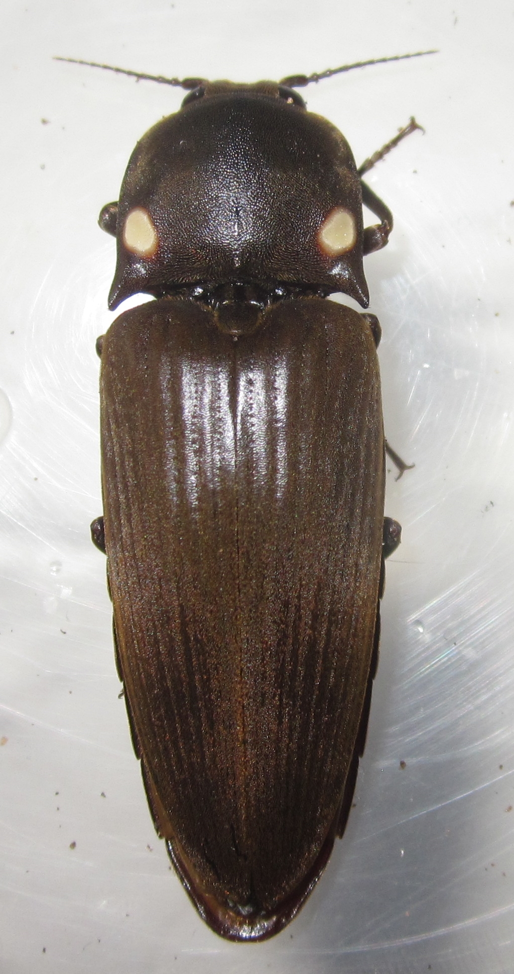 Pyrophorus2021%25233.JPG