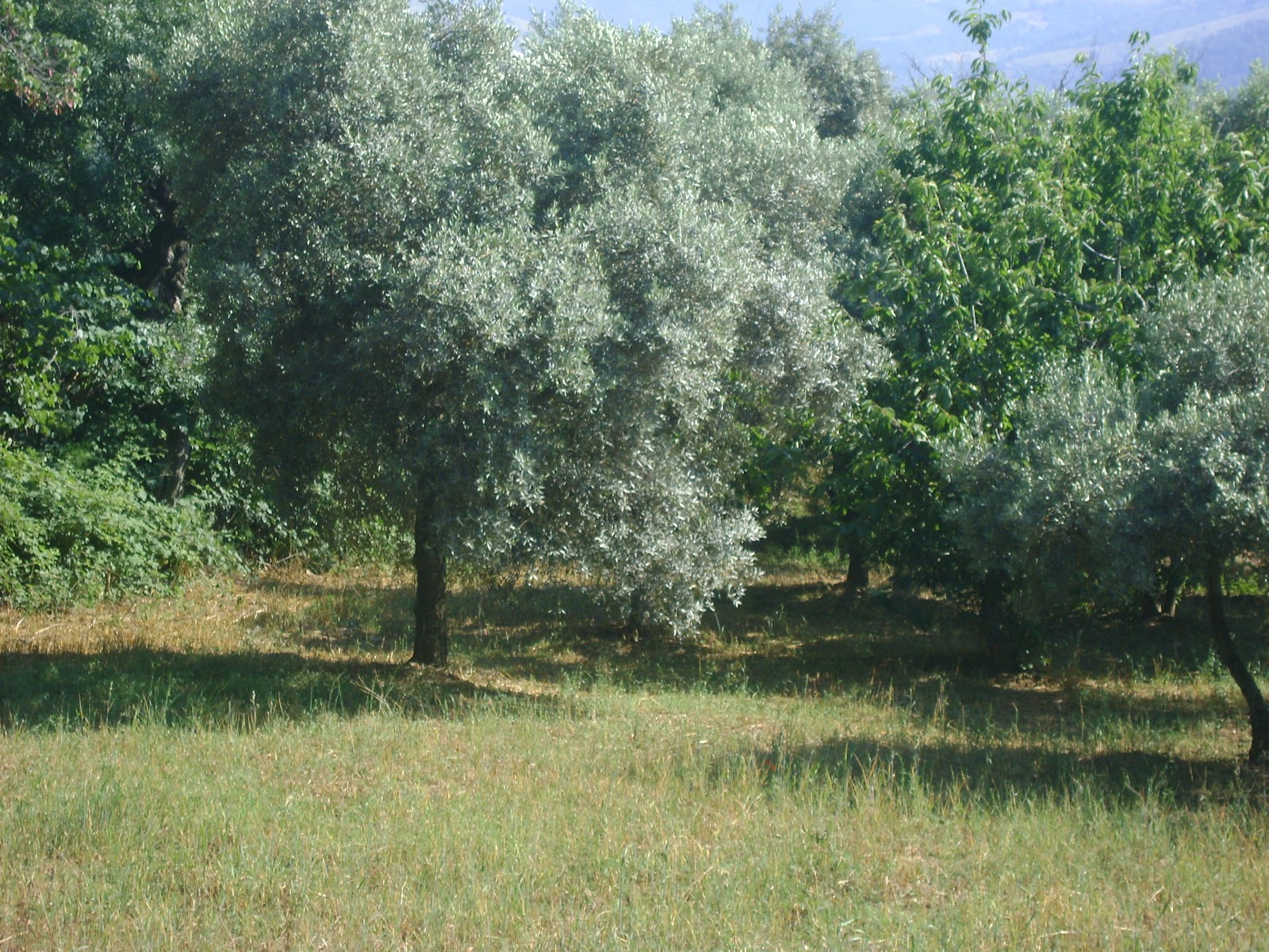 Arsiv Blog: BİTKİLERİN DUYGULARI VAR MIDIR?