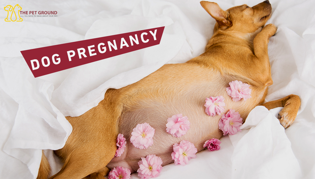 All You Need To Know About Dog Pregnancy
