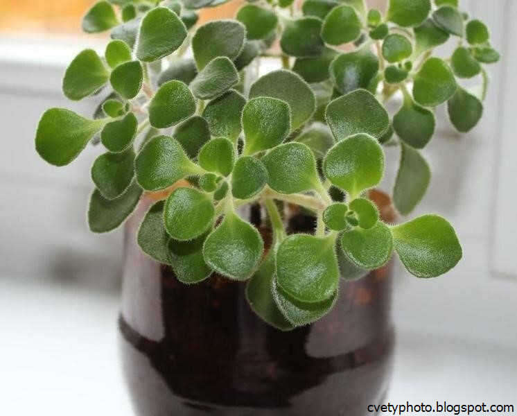 комнатное растение любви. цветок аихризон дерево счастья. аихризон. аихризон суккулент. аихризон цветок.