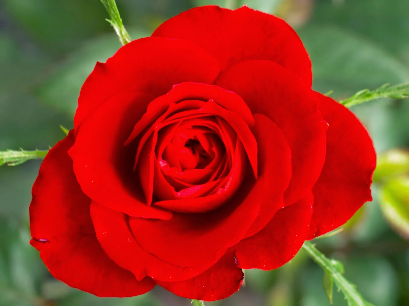 Crisp Rose Hair Oil Landscape Digital Art