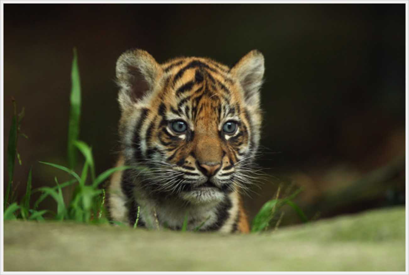 Most Cute Sumatran Tiger Cub Pictures | Animals Name A To Z