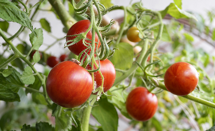 Leonardo da Vinkki: Tomaattien kasvatus paahteisella parvekkeella