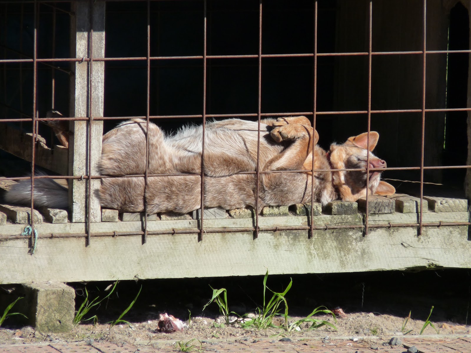 Woolshed 1 New Zealand farming. Farm working dogs Glossary of terms