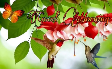 Share chat Good morning images Share chat Good morning images