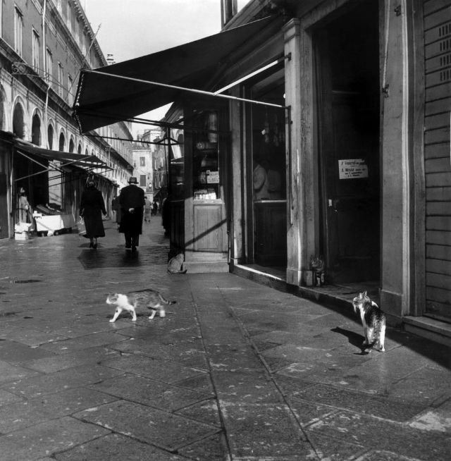 Fascinating Black-and-White Vintage Photos of Stray Cats in Italy ...