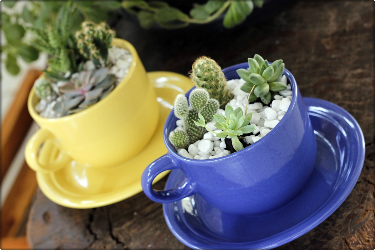 Top Succulent Plants for the Home