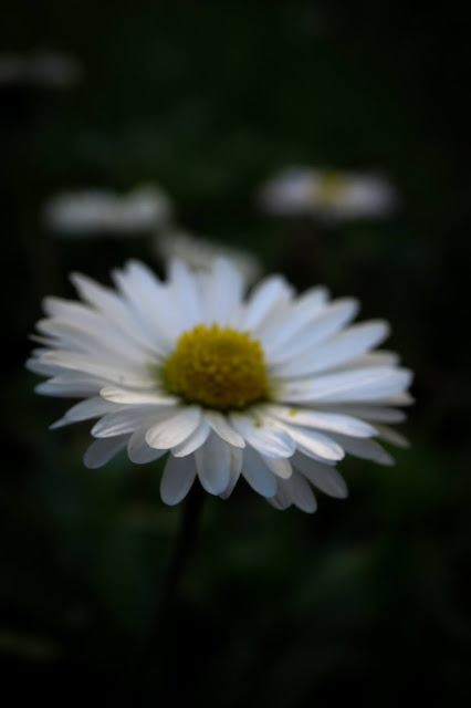 Le printemps voit fleurir les Pâquerettes