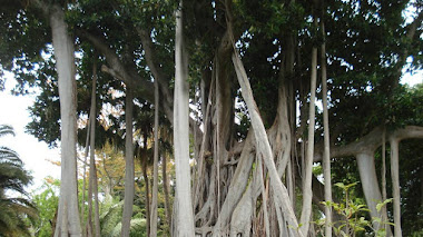 Jardín de Aclimatación de la Orotava en Tenerife, el segundo jardín botánico más antiguo de España