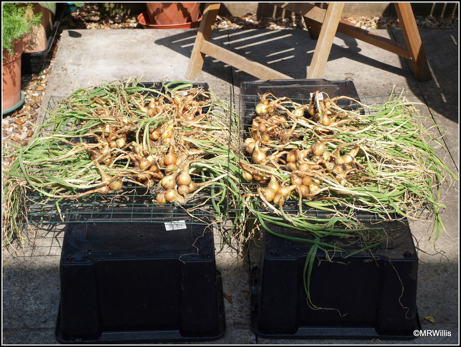 Mark's Veg Plot Harvesting shallots