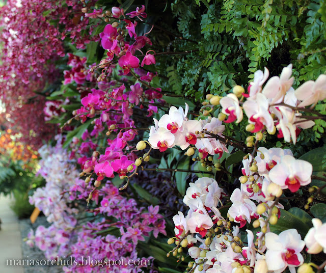 Maria's Orchids The New York Orchid Show 2012
