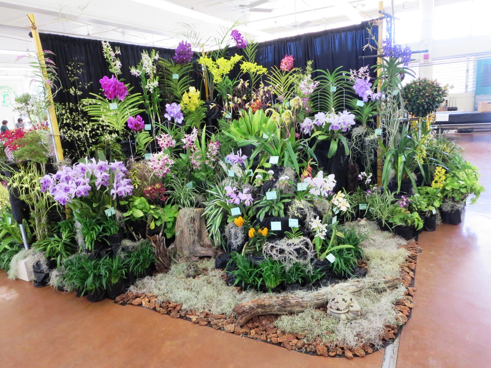Aiea Orchid Club ｱｲｴｱ蘭の会 2019 06 06 the 38th Annual Aiea Orchid Show