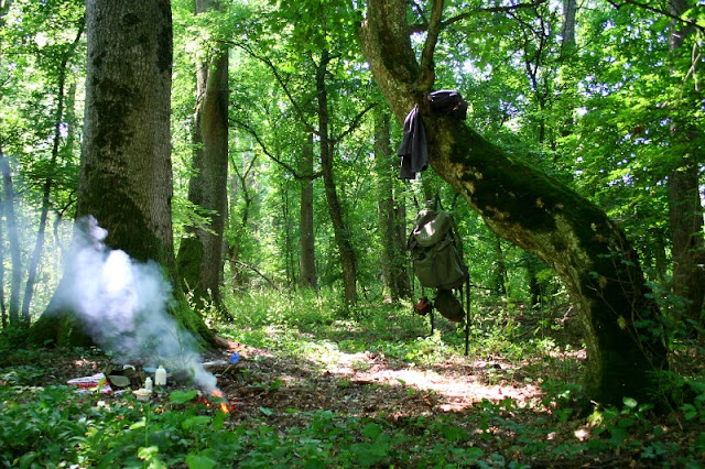 between an ash and a field maple