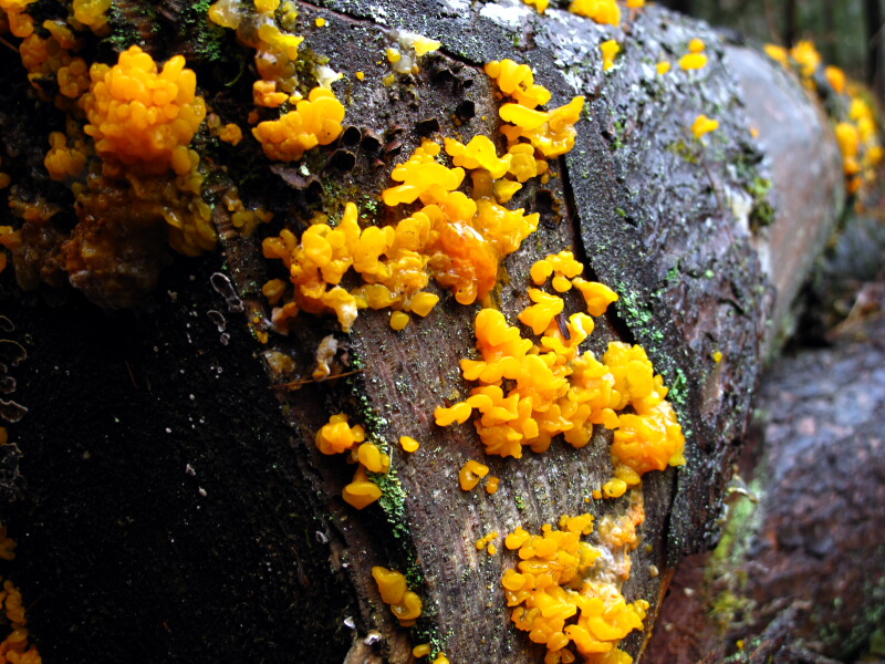 The Joyce Road Neighborhood Orange Jelly Fungus