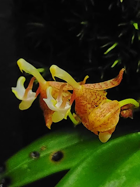 Grosourdya appendiculata