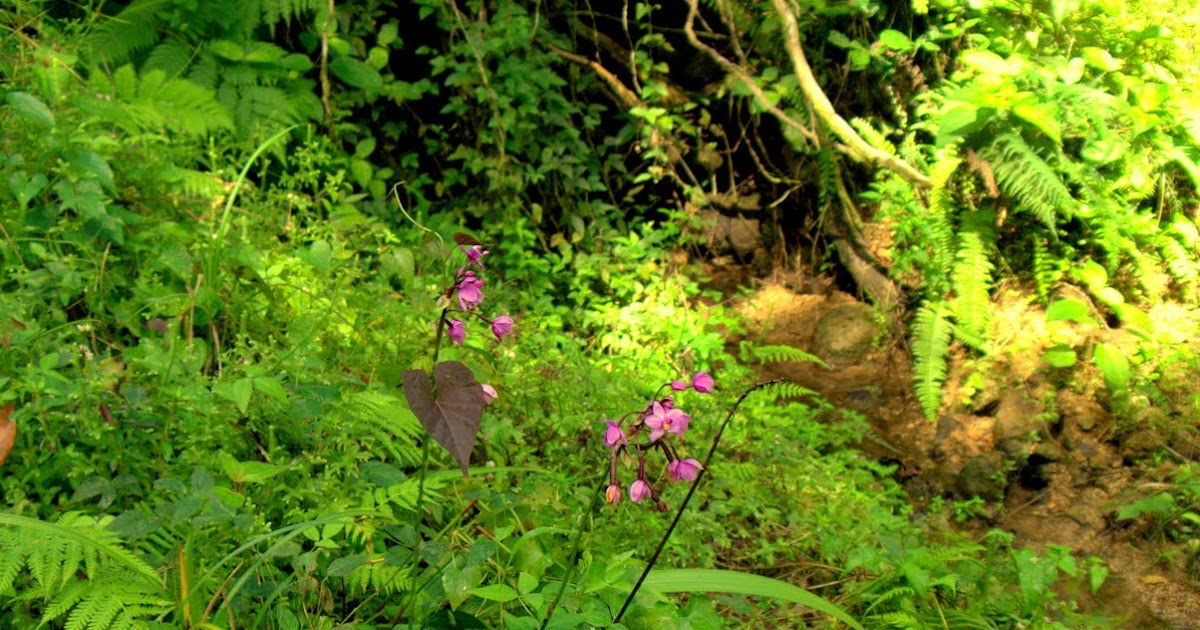 Peter Lovett's ramblings Wild orchid in St Lucia Millet bird