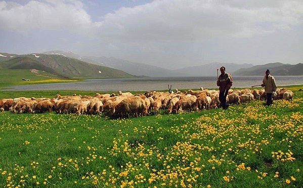 Les nomades Shahsevan dans la plaine de Moghan