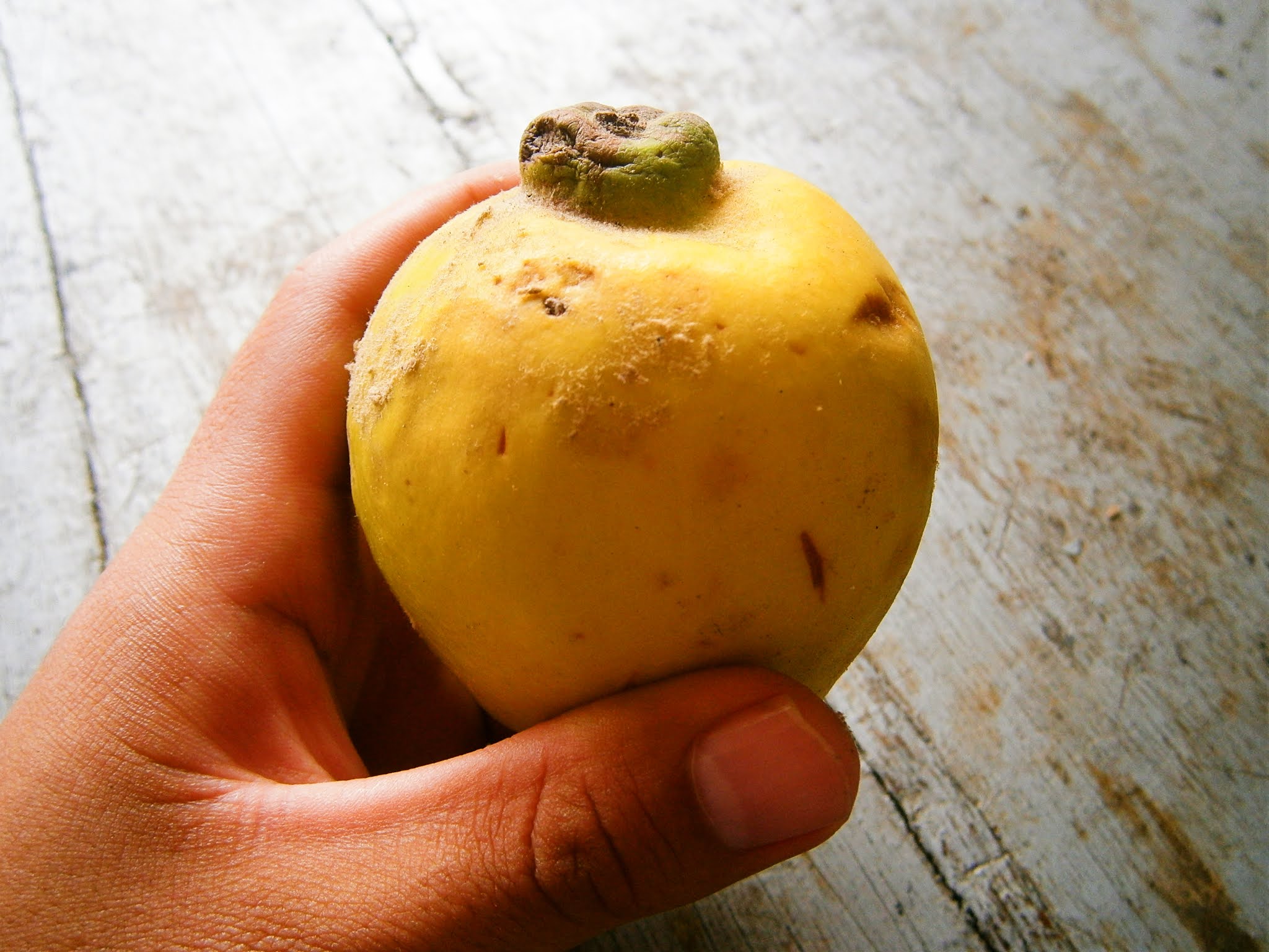 Membrillo del Perú sostenida de una mano y puesto sobre una mesa