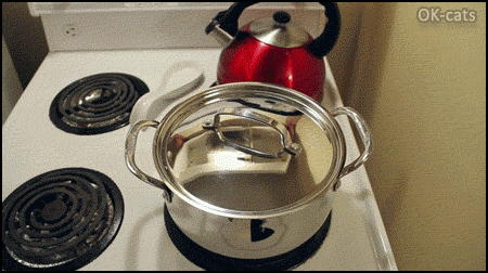 Manipulated Kitten GIF • Cute Kitty playing hide and seek inside a cooking pot, haha cat lovers are really mad! Manipulated Kitten GIF • Cute Kitty playing hide and seek inside a cooking pot, haha cat lovers are really mad!