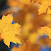 100+ golden wallpaper | golden background hd