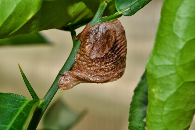 praying mantis egg case, http://growingdays.blogspot.com