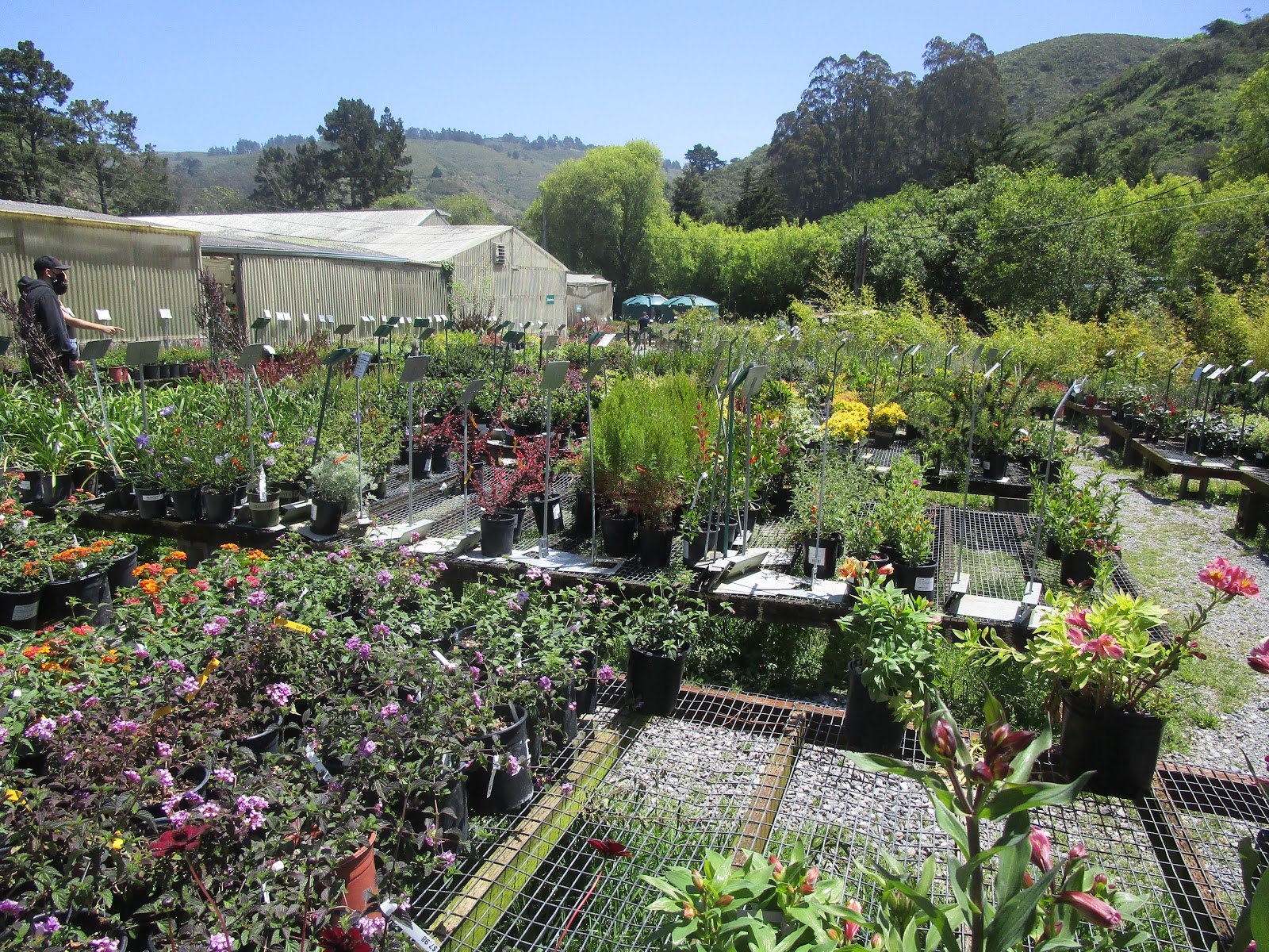 Adventures in Weseland A Visit to Half Moon Bay Nursery