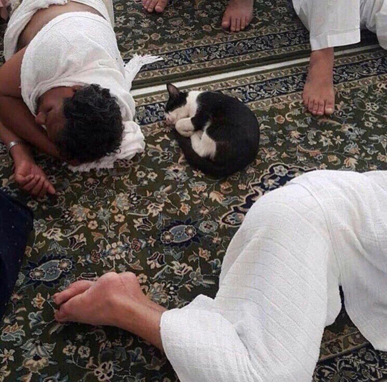 Importance of Cats in Islam