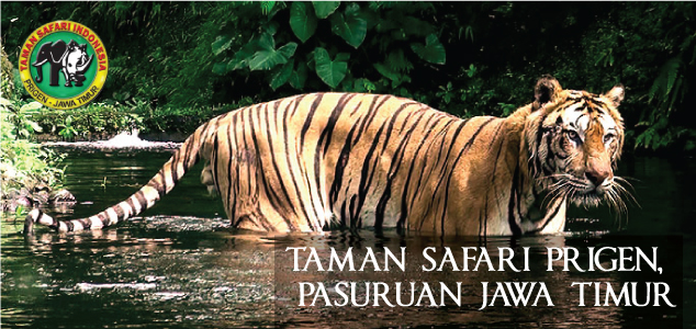 Taman Safari Prigen Di Jawa Timur Merupakan Contoh Pelestarian