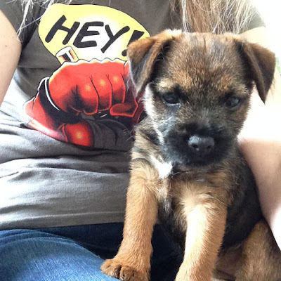 Fizz border terrier puppy