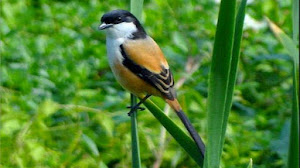 Caraputu Com Media Refrensi Harga Burung Mp3 Burung