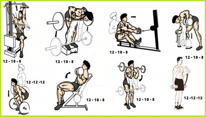 The Back and Biceps workout