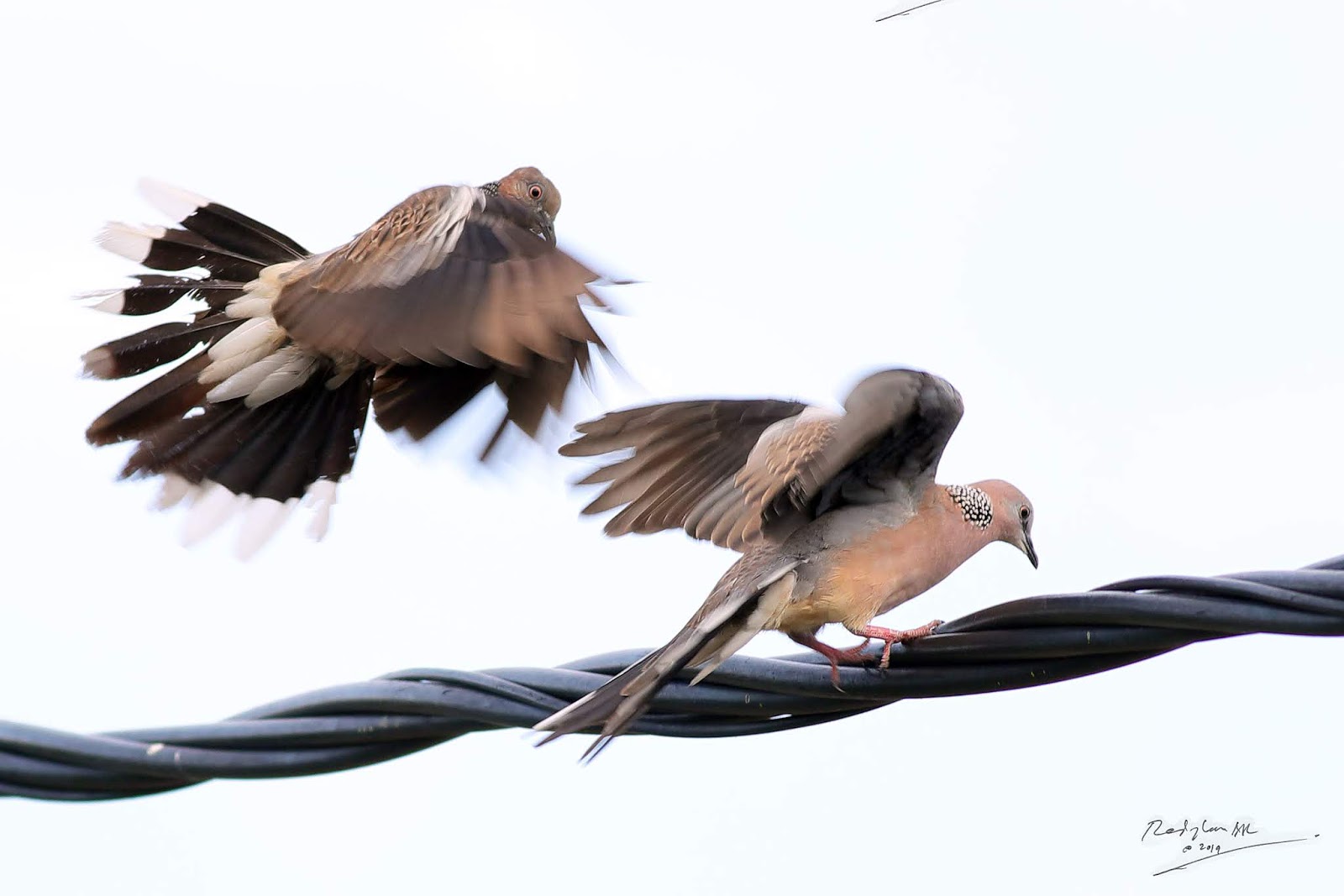 Birds and Nature Photography Raub Spotted Dove courtship mating