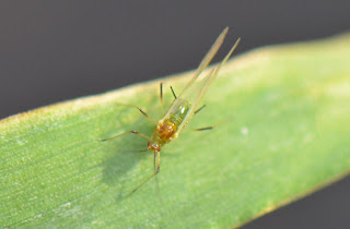 English grain aphid adult