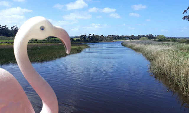 Plastic lawn flamingo / Travel toy looks out over the Klein River from the Lady Stanford