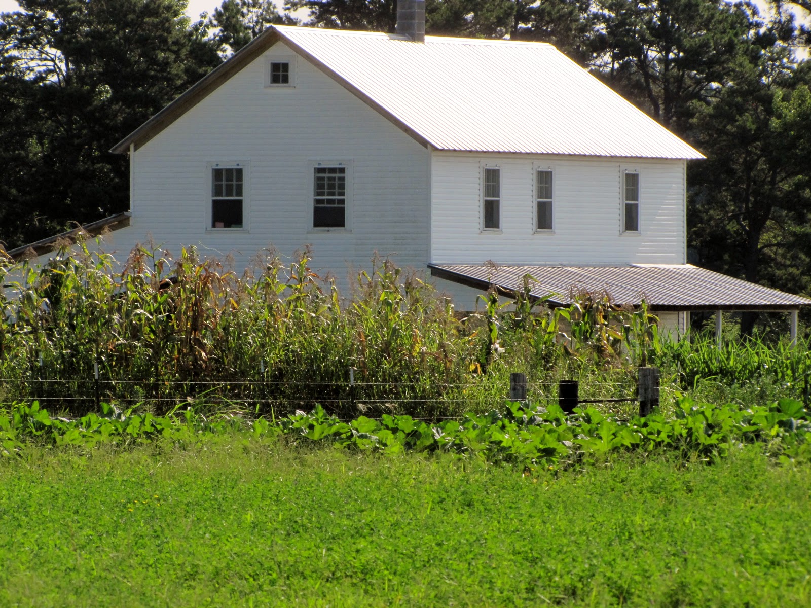 Amish in Stantonville, Tennessee