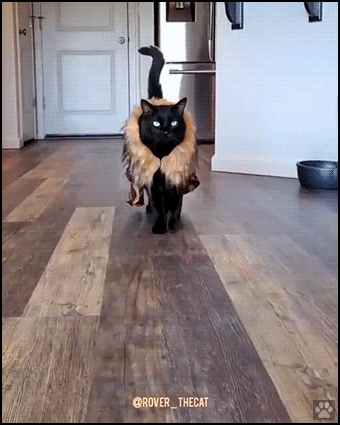 Amazing cat GIF • Black cat catwalking during the quarantine aka fashion week. Gorgeous and funny... Amazing cat GIF • Black cat catwalking during the quarantine aka fashion week. Gorgeous and funny...