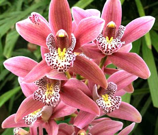 Bunga Anggrek Cymbidium