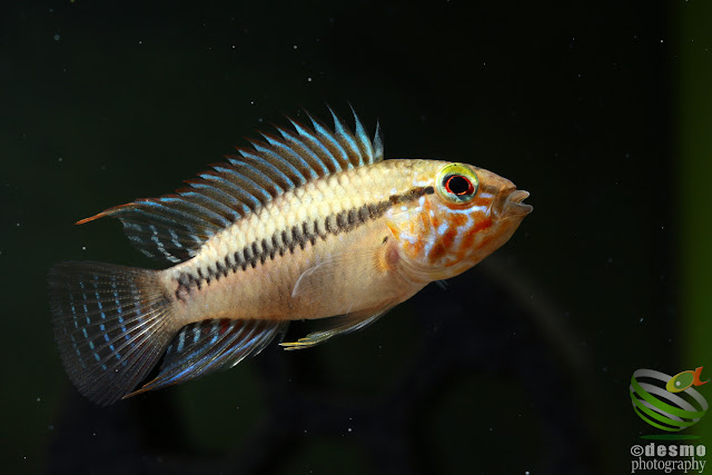 Apistogramma sp. unibrow / sp. D50