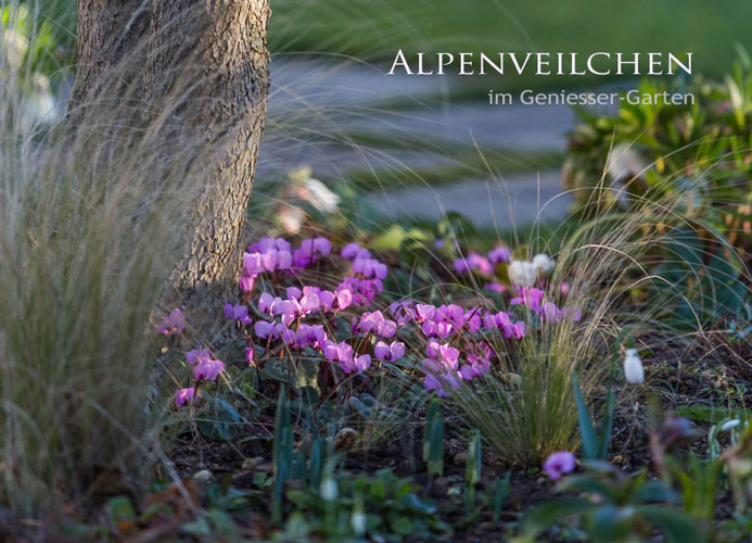 Gartenblog GeniesserGarten Alpenveilchen Cyclamen coum