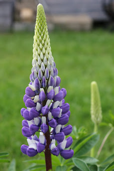 Lupine