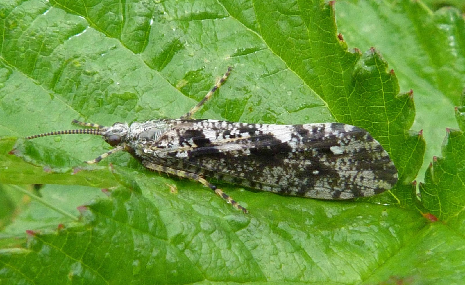 Insects of Scotland Caddisflies