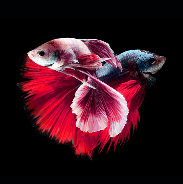 aquário-ideal-peixe-betta