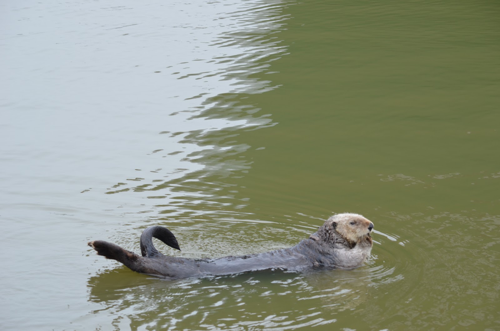 Tough is not enough Moss Landing & Point Lobos State Park, Monterey