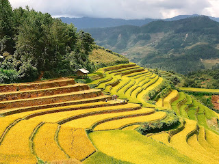 Symphony of golden season on the highland of Mu Cang Chai