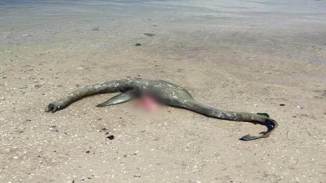 Στην παραλία της Γεωργίας,βρέθηκε νεκρό ένα άγνωστο  πλάσμα που μοιάζει με δεινόσαυρο! 