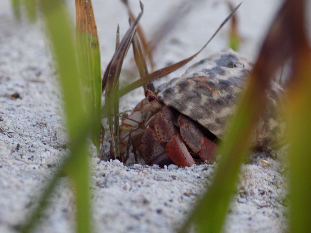 Hermit Crab Cottage Crabitat Plant Ideas