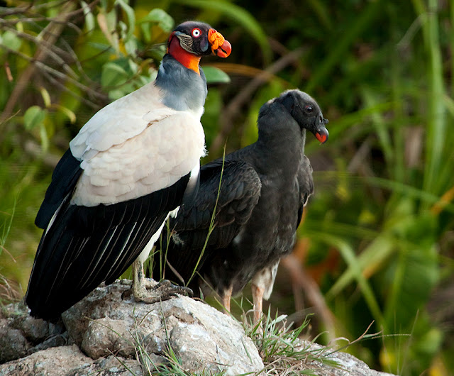 Bellas Aves de El Salvador: Sarcoramphus papa (rey zope, zopilote real)