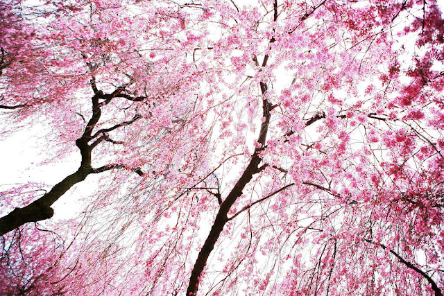 Những hình ảnh hoa anh đào đẹp lộng lẫy - Website Phan Tuấn Hải