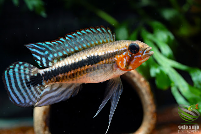 Apistogramma sp. miua